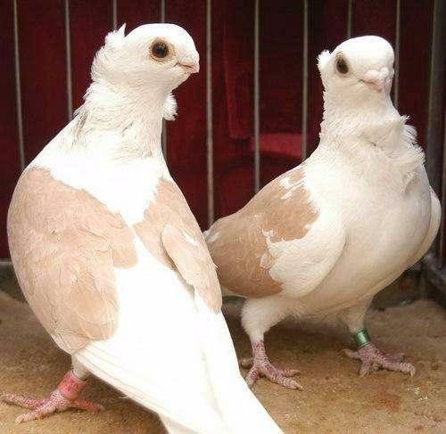 宠物鸟都有什么,宠物鸟都有哪些种