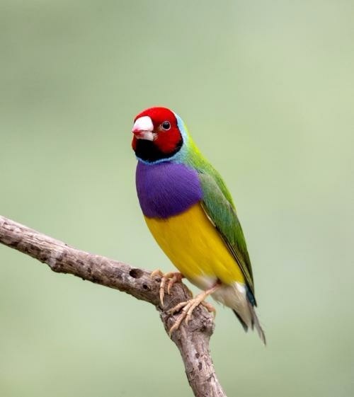 宠物鸟都有什么,宠物鸟都有哪些种