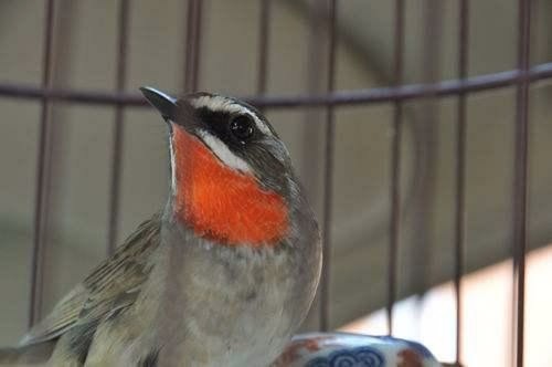 宠物鸟都有什么,宠物鸟都有哪些种