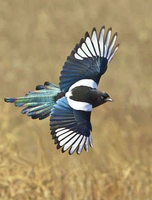 宠物鸟都有什么,宠物鸟都有哪些种