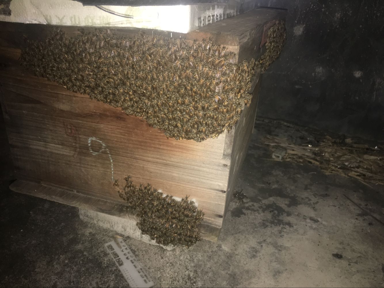 箱外观察中蜂正常现象,箱外观察技术视频