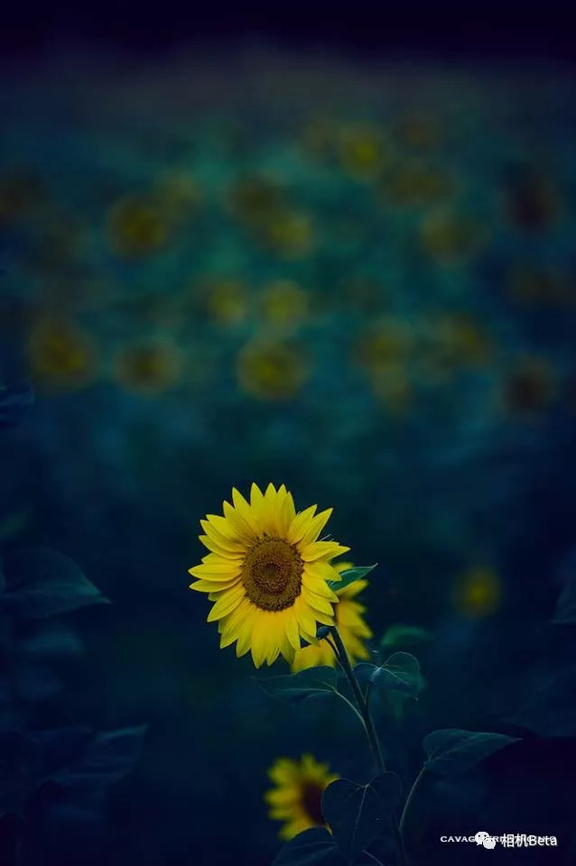 每周摄影作品精选：M43（第20180909期）