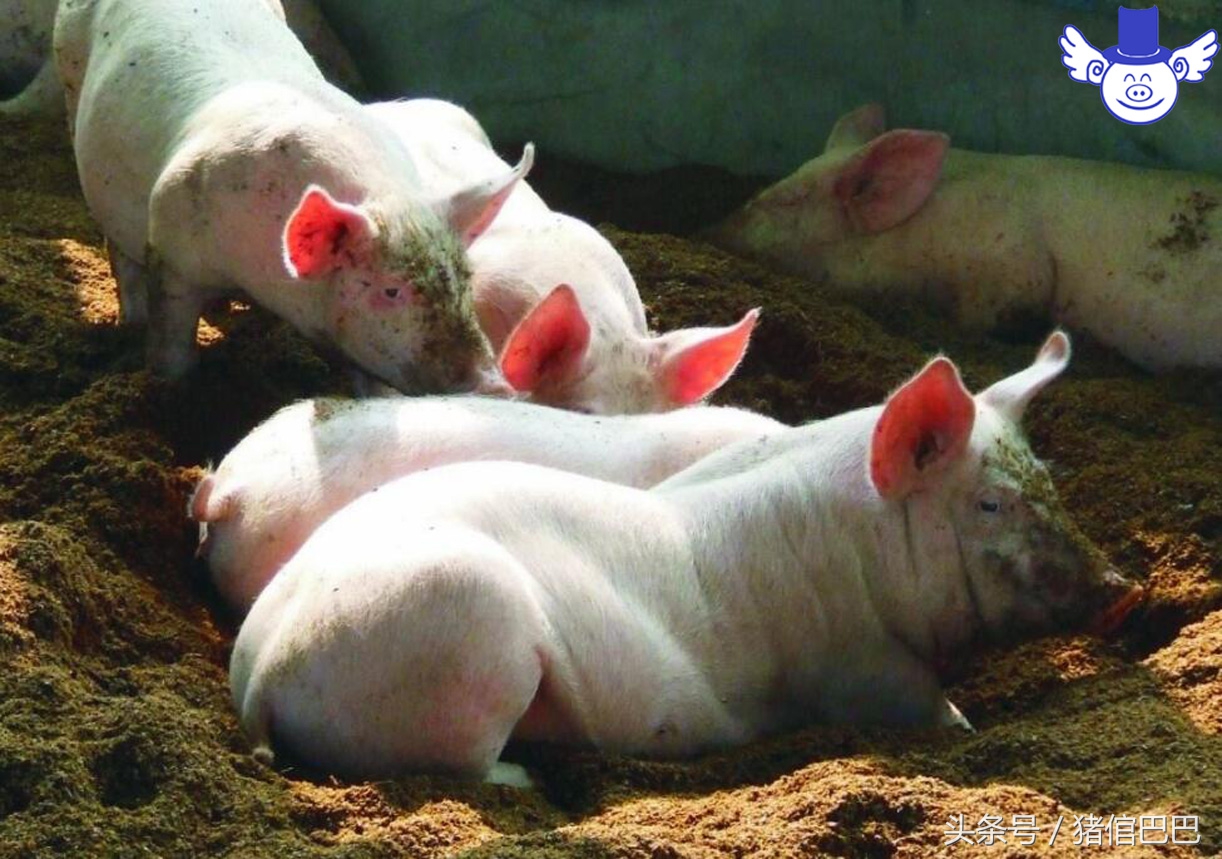 姣嶇尓閰嶆櫄浜嗗奖鍝嶄骇浠旀暟閲忓悧,姣嶇尓閰嶆棭浜嗗奖鍝嶄骇浠旀暟閲忓悧