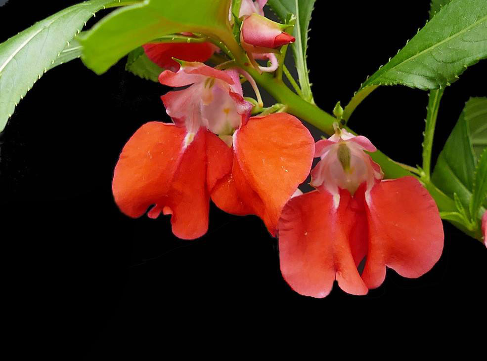 十二生肖属鸡幸运植物,十二生肖属鸡幸运数字是多少