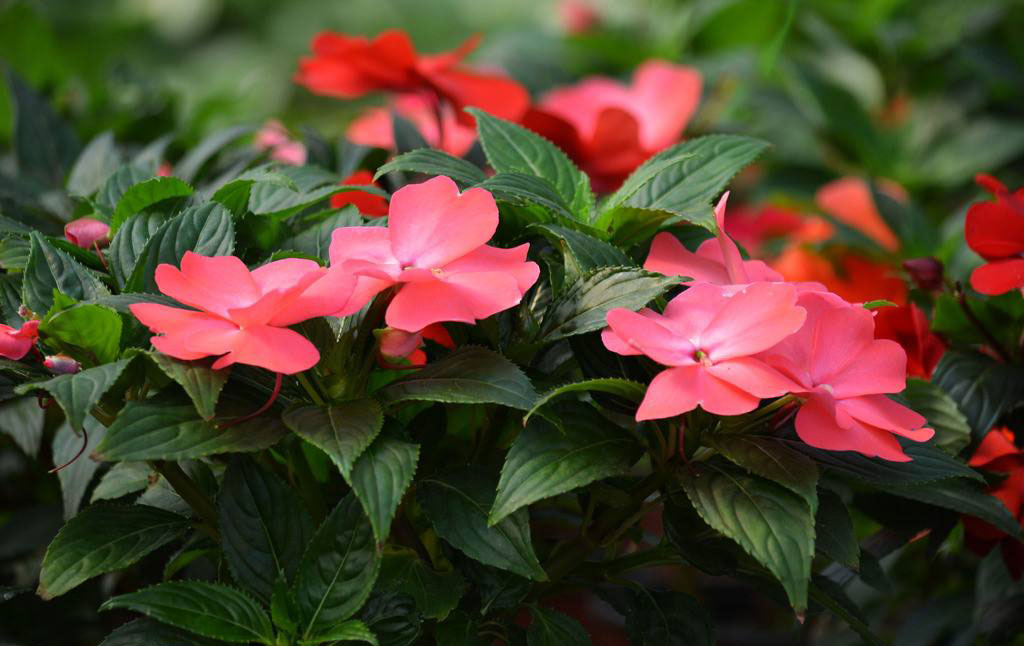 十二生肖属鸡幸运植物,十二生肖属鸡幸运数字是多少