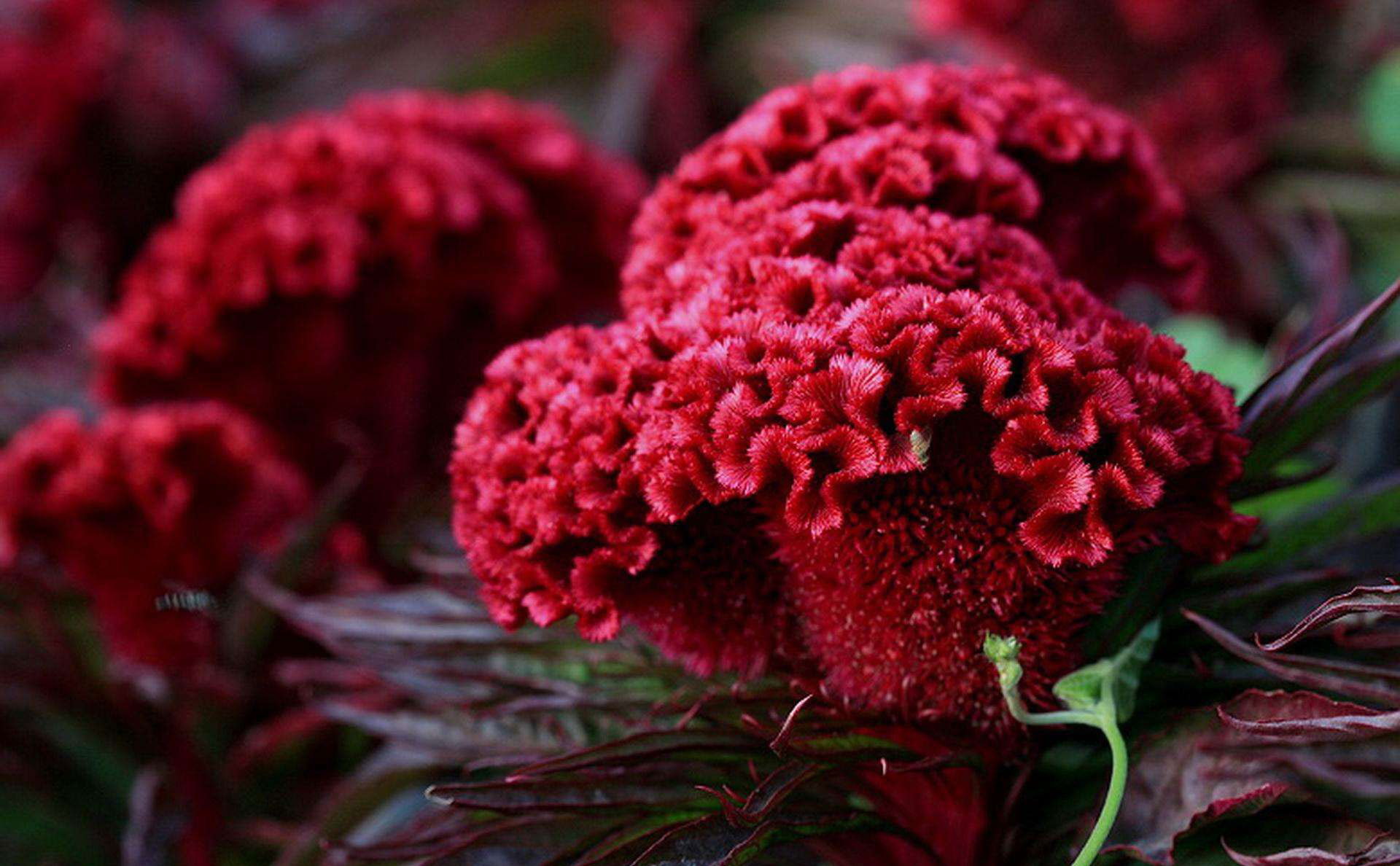 十二生肖属鸡幸运植物,十二生肖属鸡幸运数字是多少