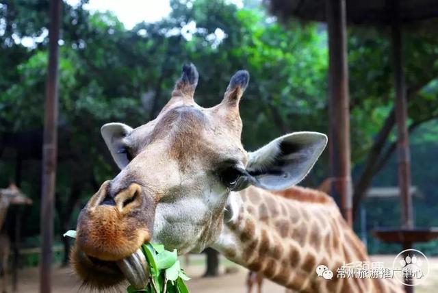 常州出发元旦两日游,从常州出发去哪里玩最便宜