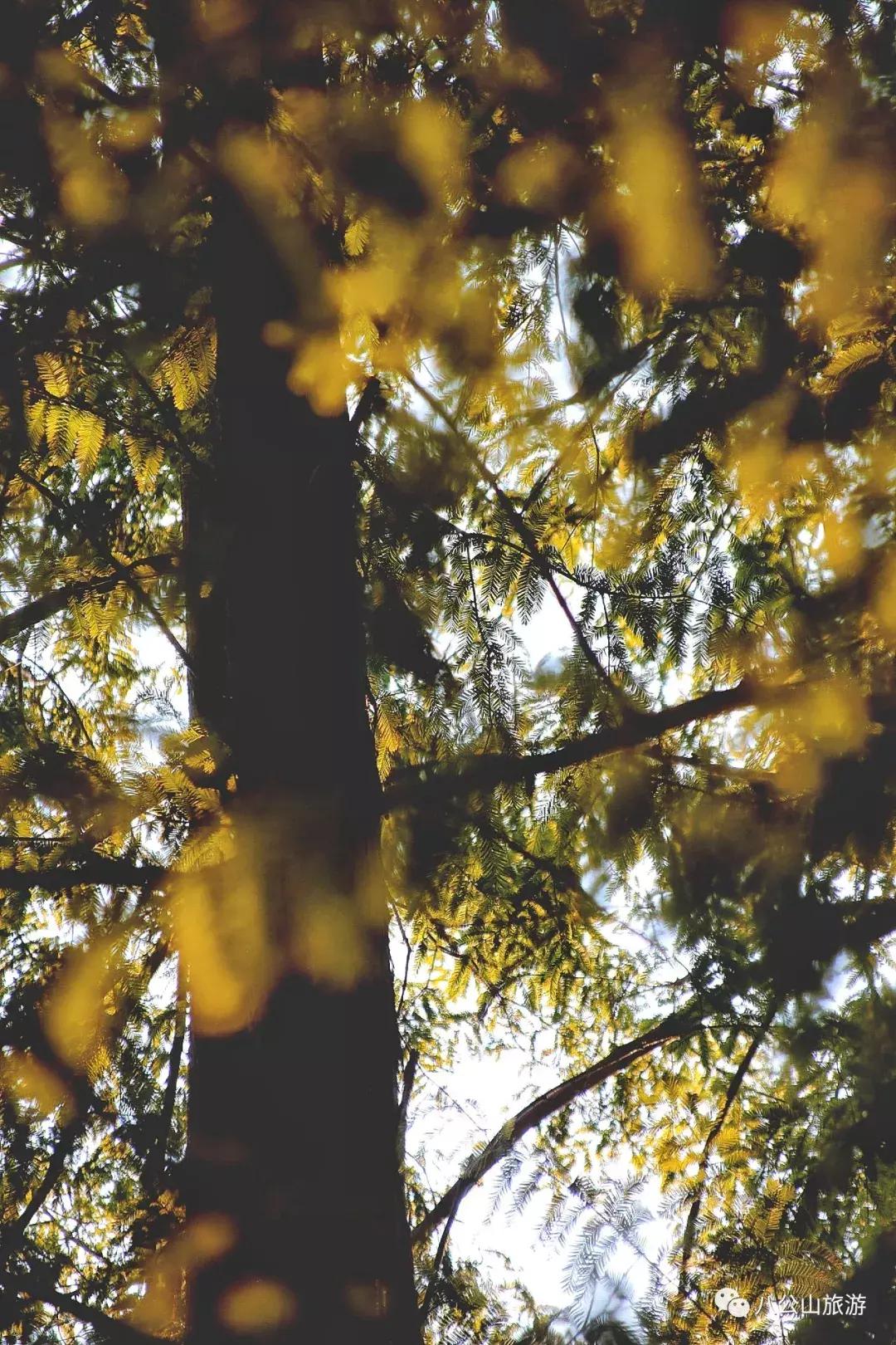 九月的八公山，我想重新认识你！