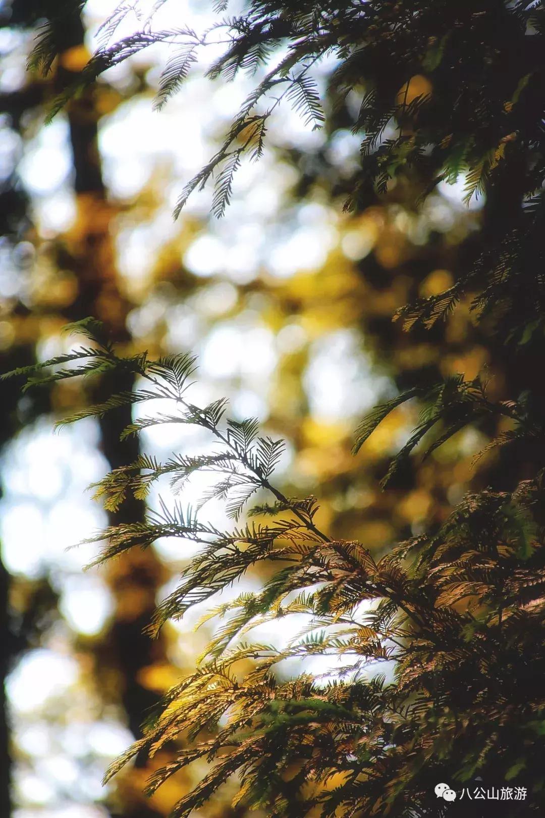 九月的八公山，我想重新认识你！