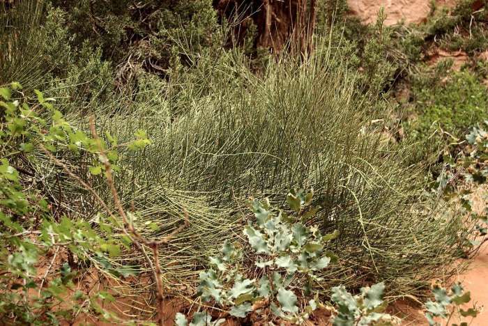 他是中药科学研究的第一人，呕心沥血的成果却被毒贩所利用