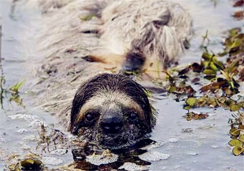 考拉目前还有多少只,中国的考拉有多少钱1只