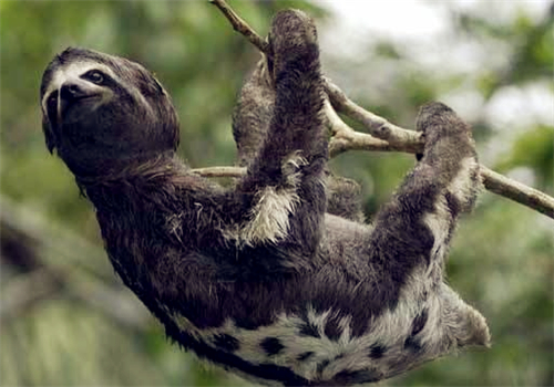 考拉目前还有多少只,中国的考拉有多少钱1只