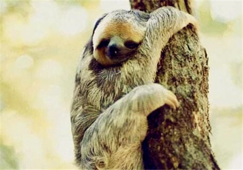 考拉目前还有多少只,中国的考拉有多少钱1只