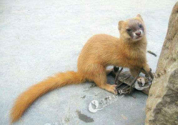 爷爷爱喝酒打死黄皮子,打死黄皮子会怎么补偿