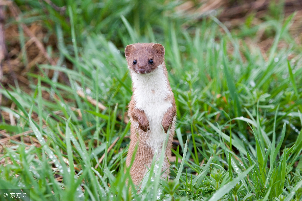 爷爷爱喝酒打死黄皮子,打死黄皮子会怎么补偿