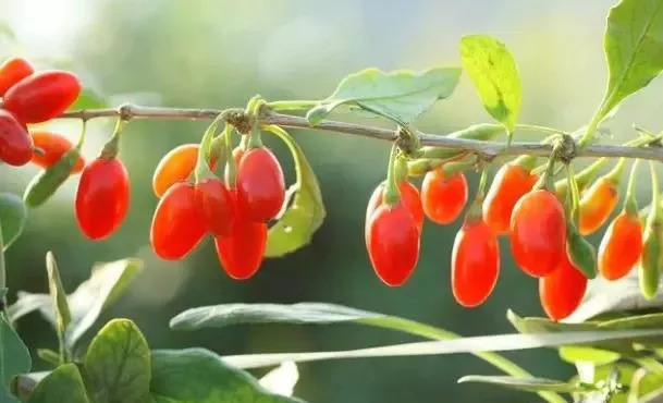 狗奶和枸杞是一种东西吗,野生的狗尿苔是枸杞子吗