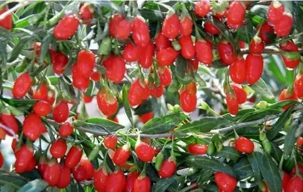 狗奶和枸杞是一种东西吗,野生的狗尿苔是枸杞子吗