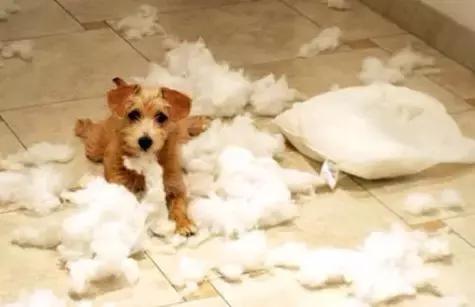 小狗爱咬人乱咬东西怎么回事,小狗长牙齿的时候乱咬东西怎么办