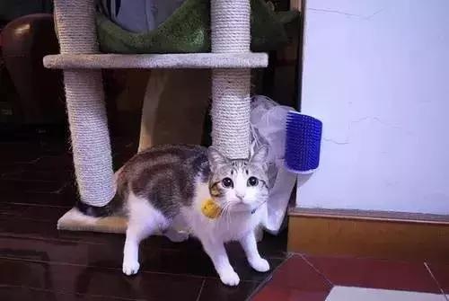 美短猫纹路有深有浅,美短猫纹路越深越好吗