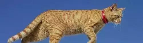 美短猫纹路有深有浅,美短猫纹路越深越好吗