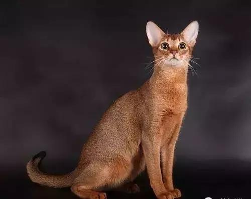 美短猫纹路有深有浅,美短猫纹路越深越好吗