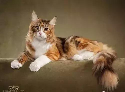 美短猫纹路有深有浅,美短猫纹路越深越好吗