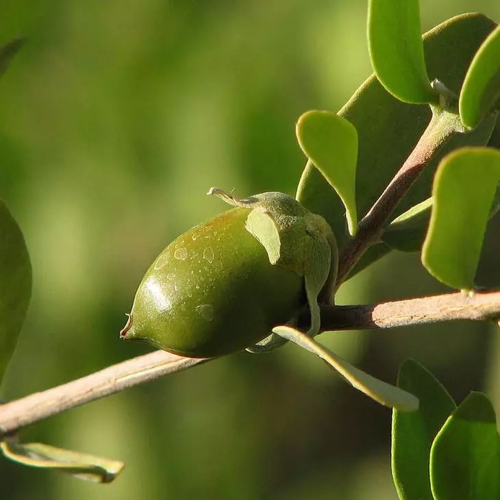 亲测护发精油,日本原装进口治白发洗发水