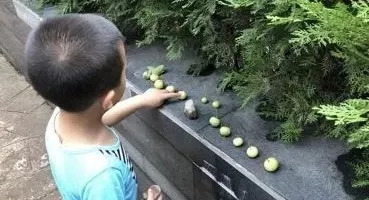 steam教育理念在教学中的如何应用,steam教育理念的教学项目案例