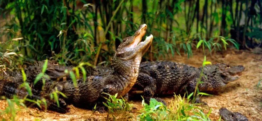 天空之城亲子主题乐园怎么玩,建造一个天空之城