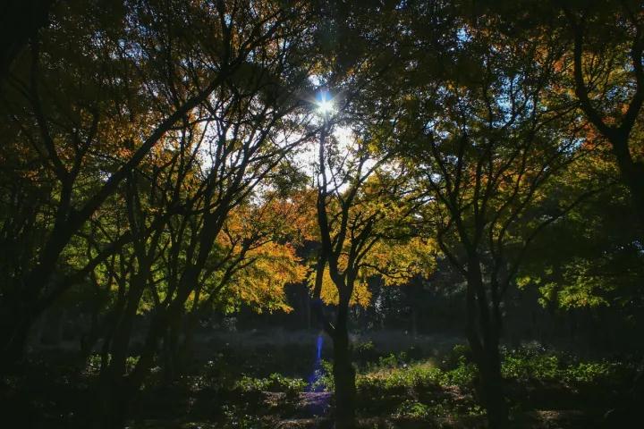 庐山感受李白笔下的诗情画意,世界文化遗产庐山