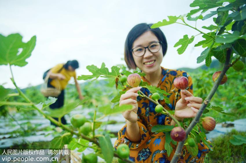 简单好做好吃的无花果,无花果清爽甘甜营养丰富