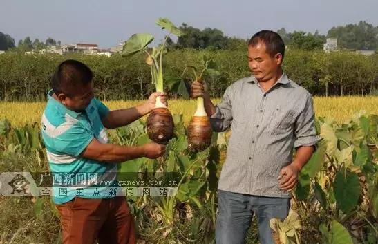 荔浦正式宣布撤县设市!建成区面积将扩大1倍