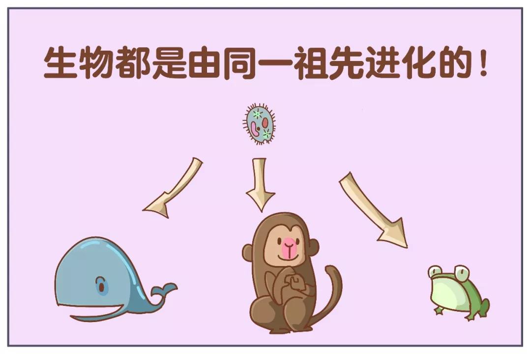 进化论是适者生存吗,适者生存达尔文进化论