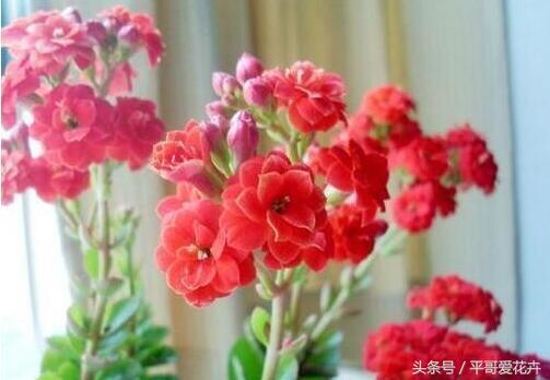 家里养这种花最合适越养越富,阳台养十种花最好旺财图片