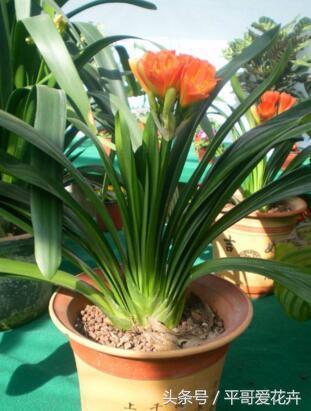 家里养这种花最合适越养越富,阳台养十种花最好旺财图片