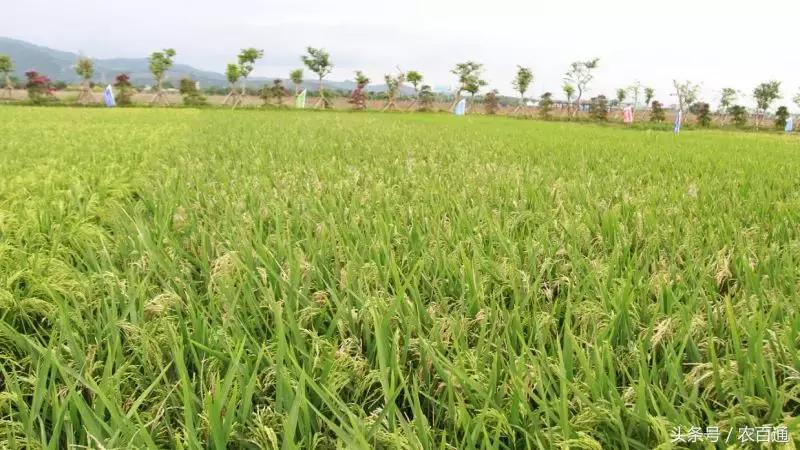 怎样分辨水稻穗颈瘟,水稻穗颈瘟打什么药好