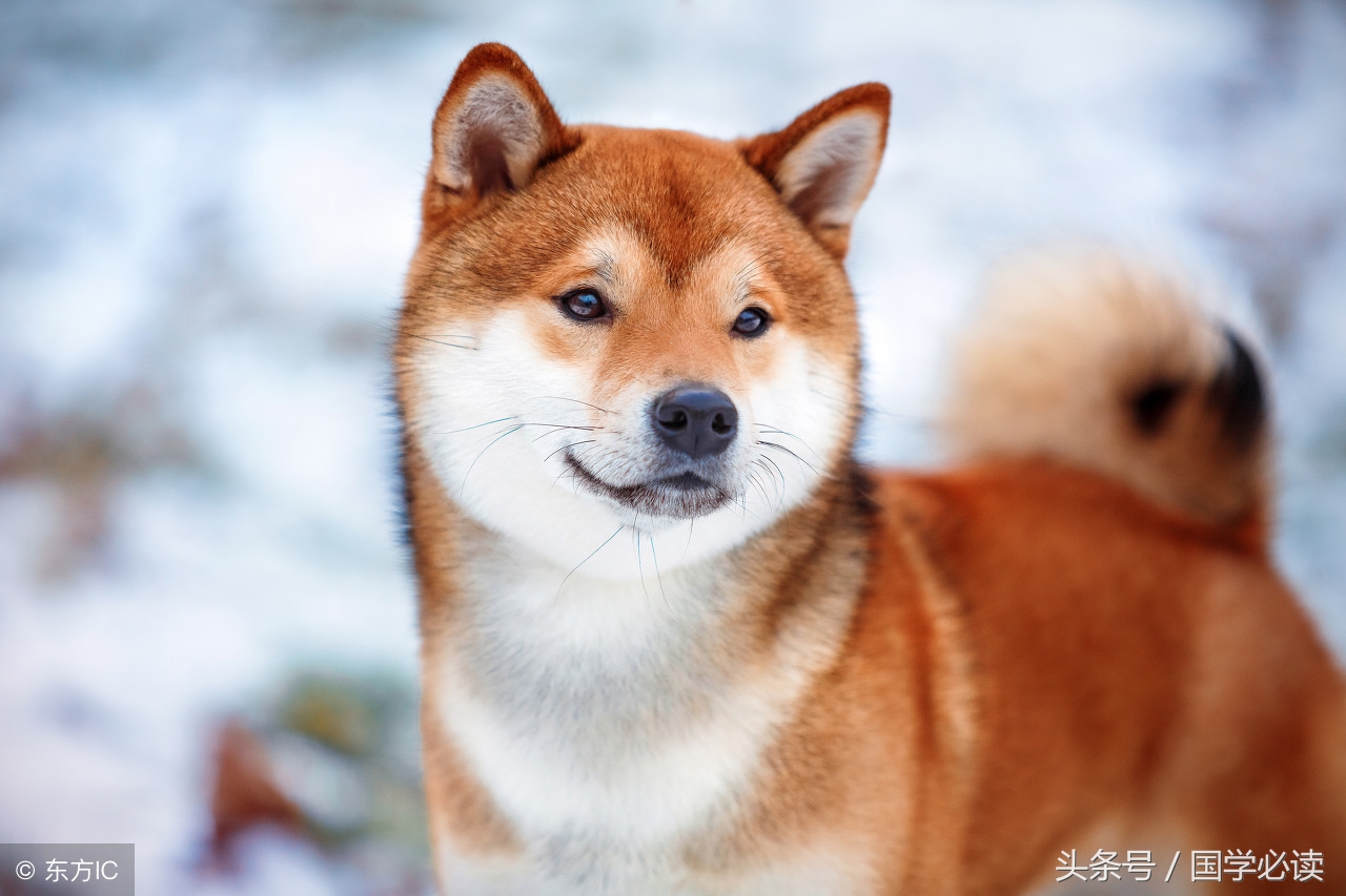 十二生肖歇后语大全小学生,包含十二生肖的歇后语大全