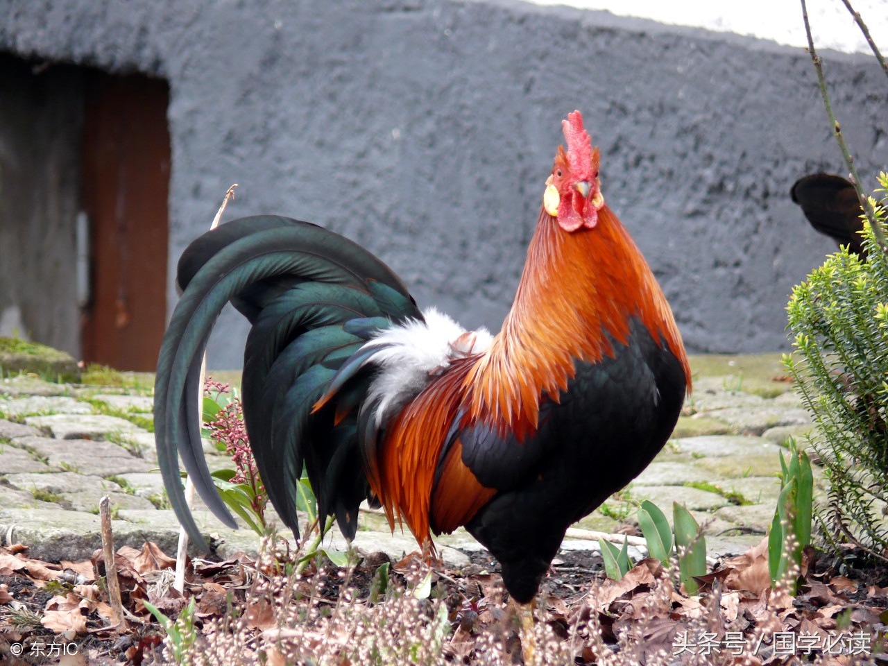 十二生肖歇后语大全小学生,包含十二生肖的歇后语大全