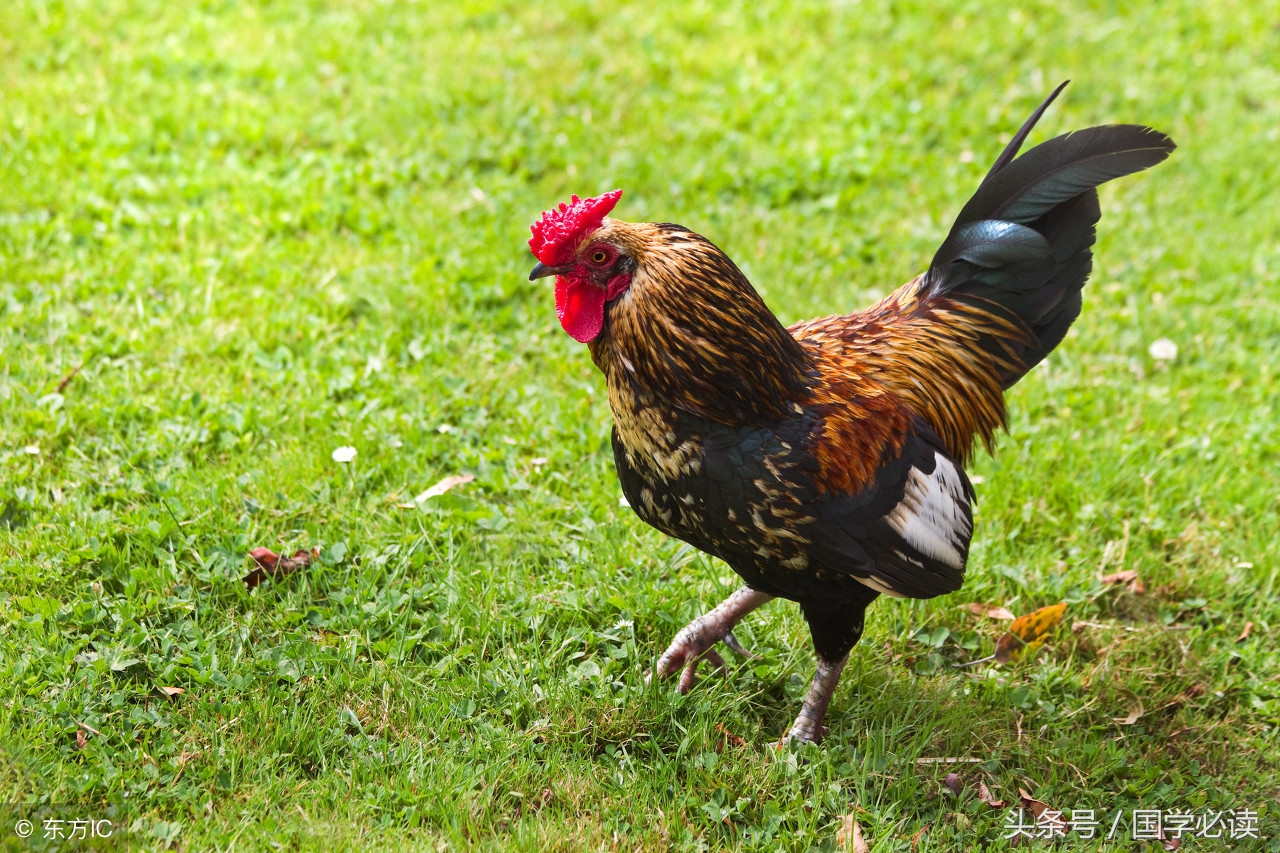 十二生肖歇后语大全小学生,包含十二生肖的歇后语大全