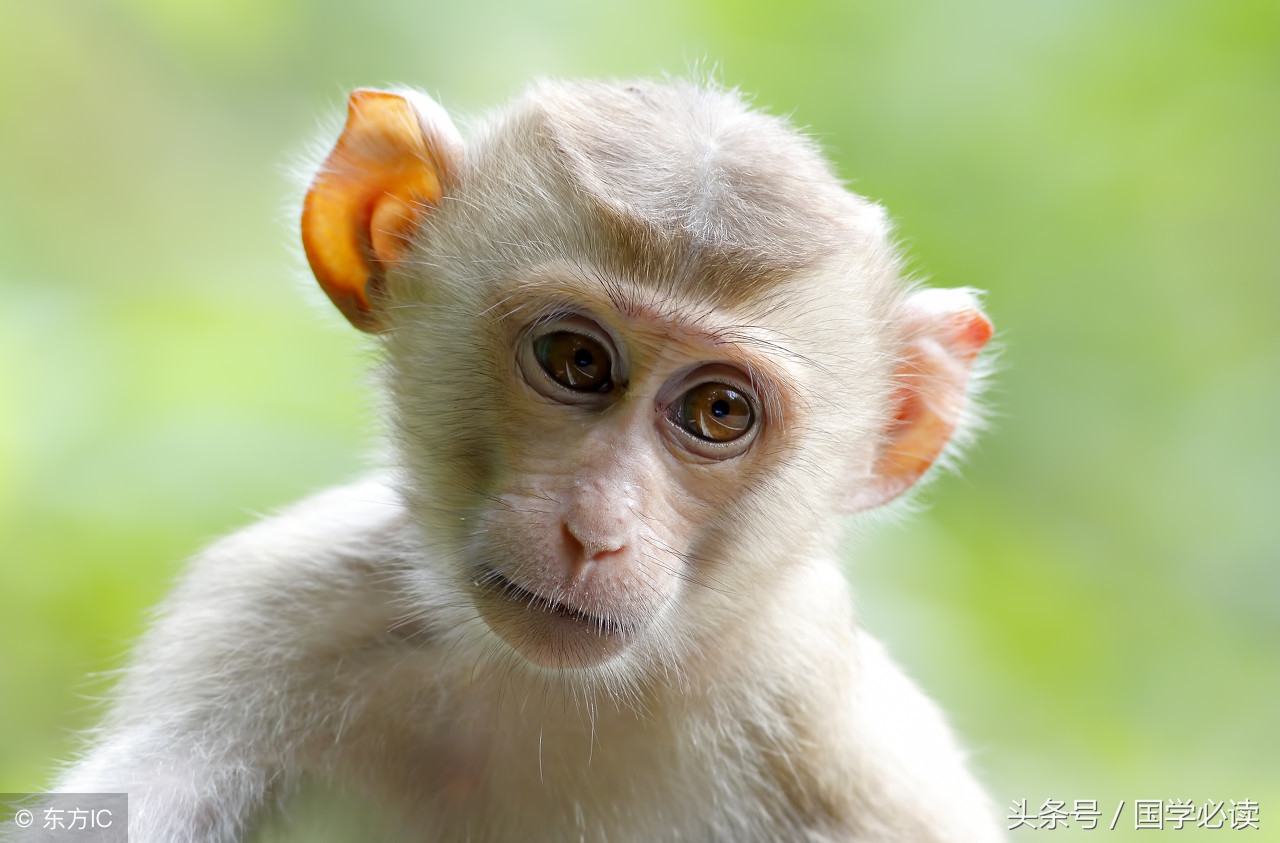 十二生肖歇后语大全小学生,包含十二生肖的歇后语大全