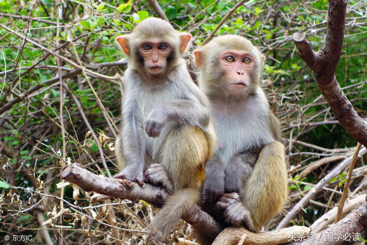 十二生肖歇后语大全小学生,包含十二生肖的歇后语大全