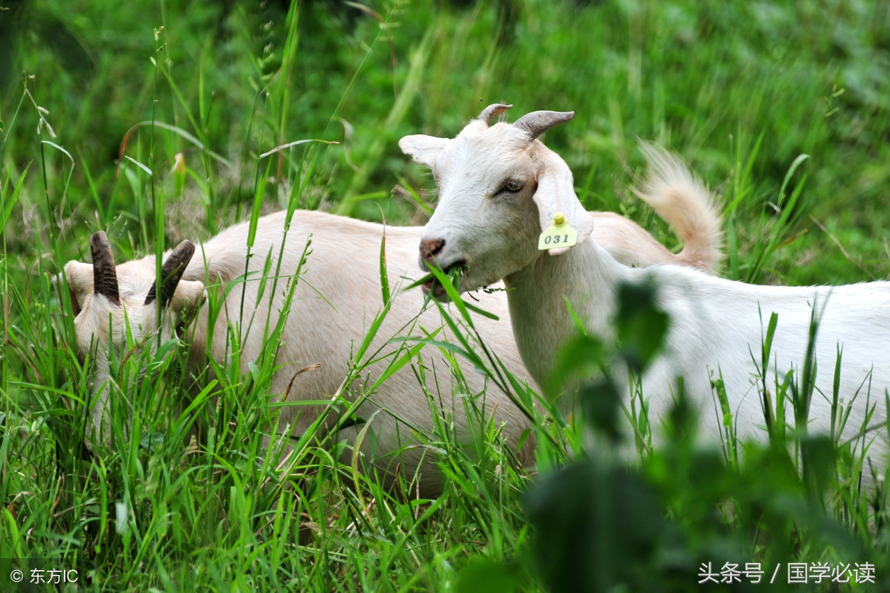 十二生肖歇后语大全小学生,包含十二生肖的歇后语大全