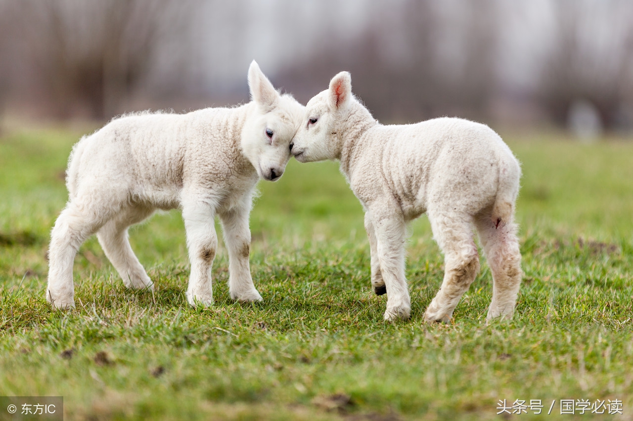 十二生肖歇后语大全小学生,包含十二生肖的歇后语大全