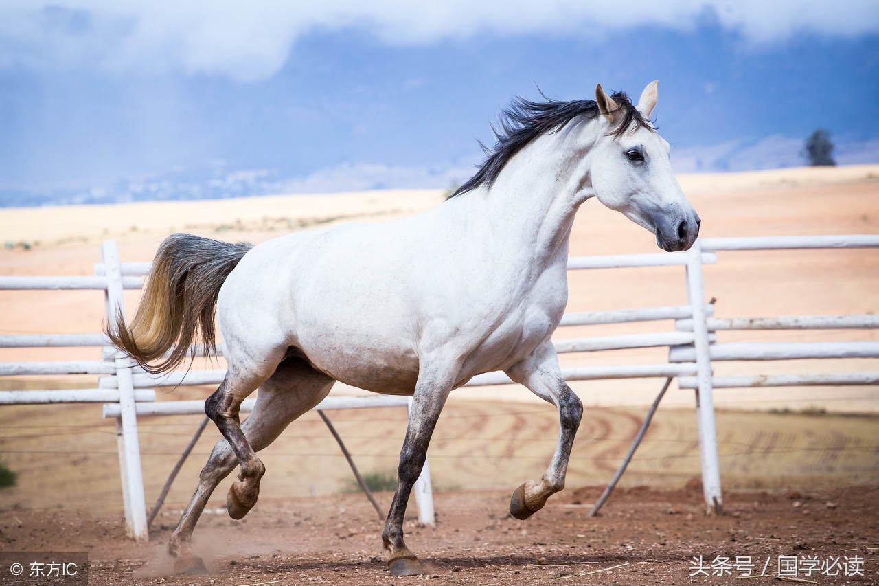 十二生肖歇后语大全小学生,包含十二生肖的歇后语大全