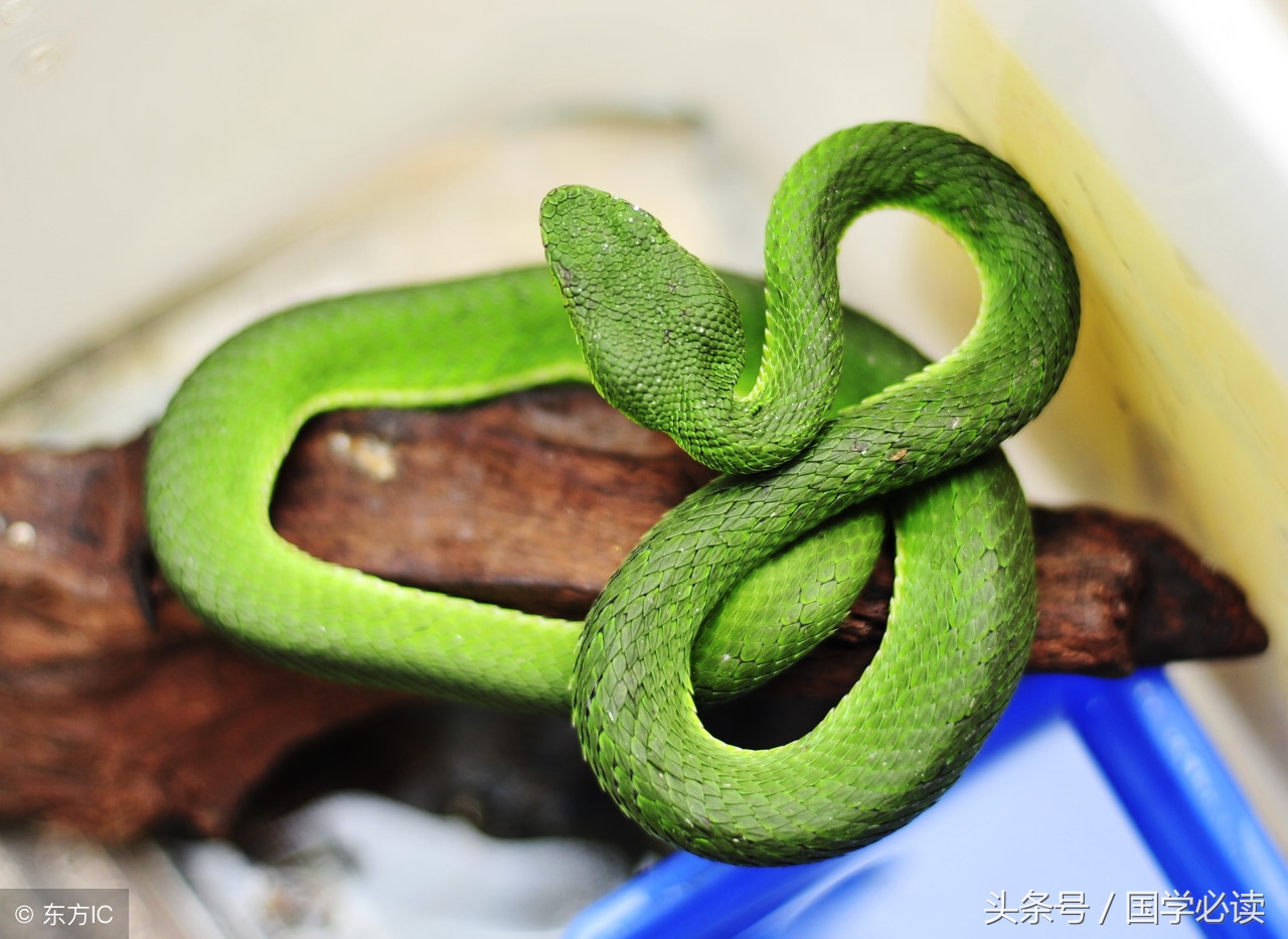 十二生肖歇后语大全小学生,包含十二生肖的歇后语大全