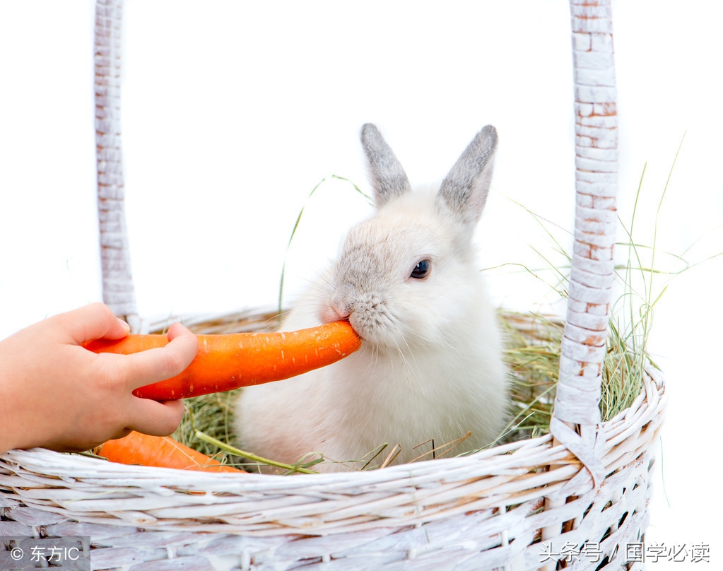 十二生肖歇后语大全小学生,包含十二生肖的歇后语大全