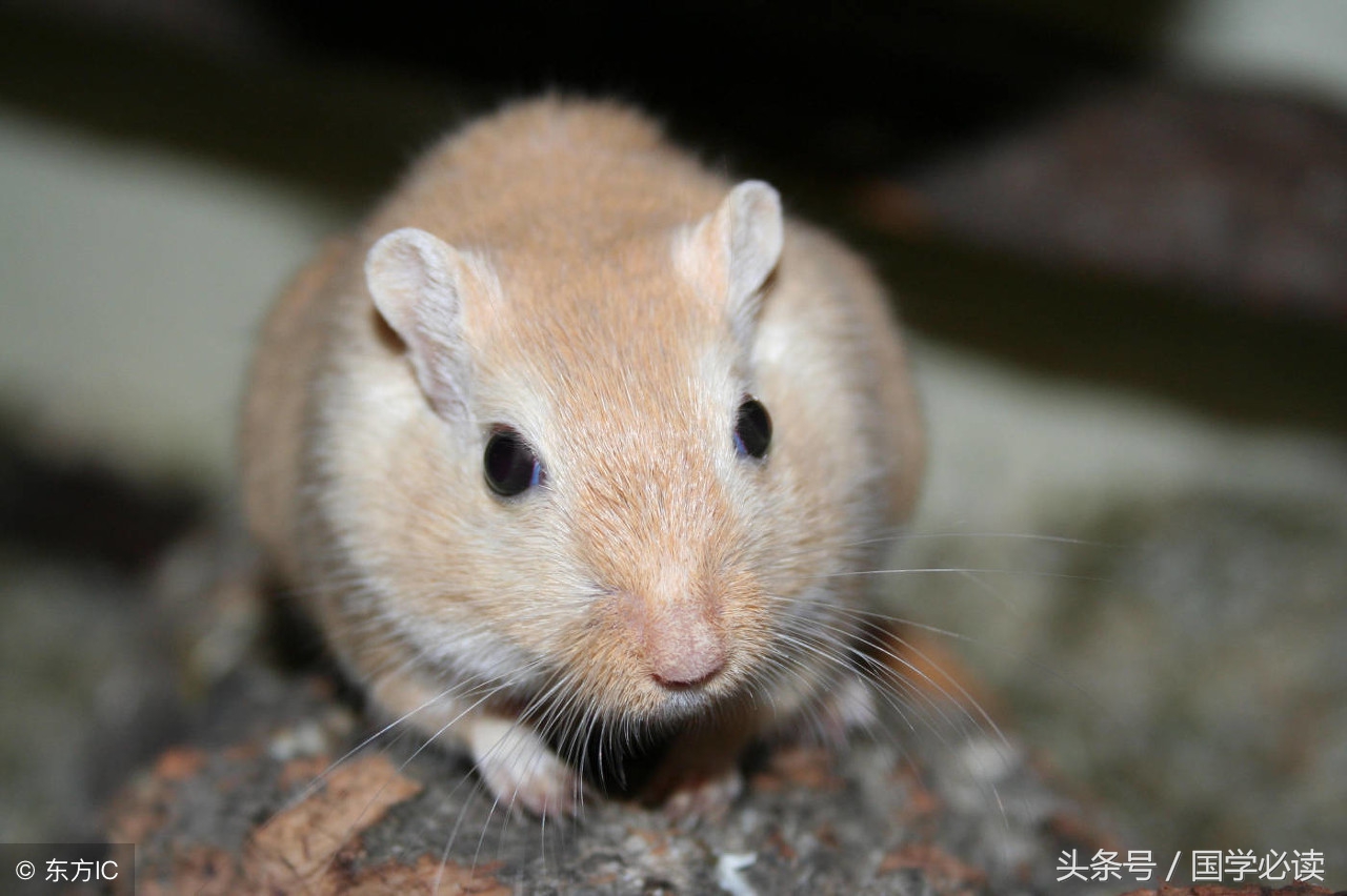 十二生肖歇后语大全小学生,包含十二生肖的歇后语大全