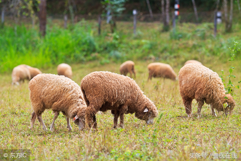 治疗羊常见病的民间小偏方,啤酒治羊病的偏方有哪些