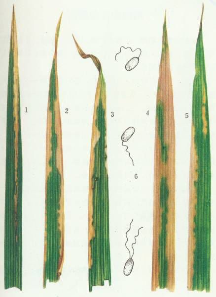 水稻白叶枯病的症状图片,水稻白叶枯病是真菌还是细菌