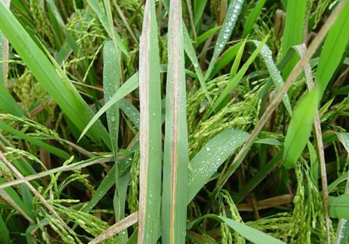 水稻白叶枯病的症状图片,水稻白叶枯病是真菌还是细菌